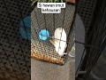 si hewan imut kehausan #animal #dailyshorts #rabbit #drink