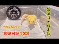 プラケのレオパ育児日記133（ぺこる生後262日目）