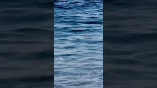 4799 1005594 mp3