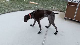 German Shorthair Pointer wearing cold weather booties! by tsr6 364 views 1 year ago 1 minute, 16 seconds