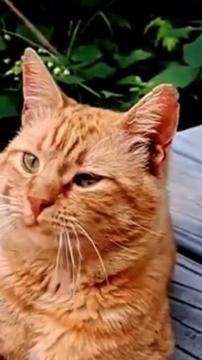 Коты и кошечки - город кошек Зеленоградск. - YouTube