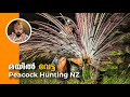 മയിൽ വേട്ട, Peacock hunting in New zealand, Wild peacock, hunting malayalam video, Hunting video.