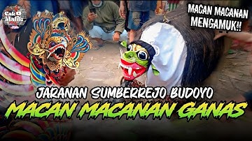 Cak bus mengganas!! Macan macanan Sumberrejo Budoyo live Pakis Sawi,Banyuwangi