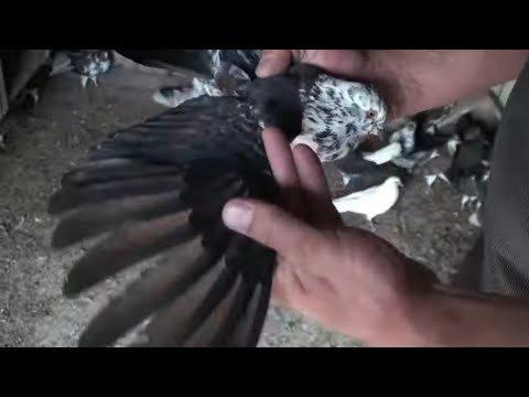 Видео: У Сашка племінний сезон у розпалі