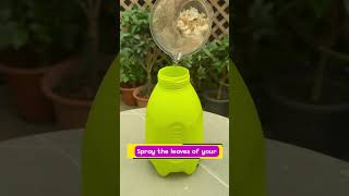 The importantance of Egg-shell 🥚🥚 Heavy fertilizer #tips #gardening
