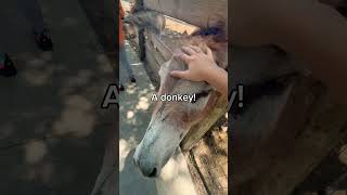 Outing with cinnamon #essa #duet #furry #animals