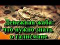 Денежная жаба: что нужно знать о талисмане . Как активировать талисман?