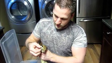 The Reptile Guy - Removing retained eye caps from a boa