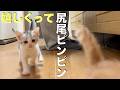 ご飯が嬉しすぎて尻尾ピンピンの子猫 A kitten with its tail held high. It looks satisfied after eating its meal
