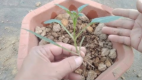 Trồng Hoa Thược Dược Chậu Cho Hoa Nở Dịp Tết 2023 [Dahlias]