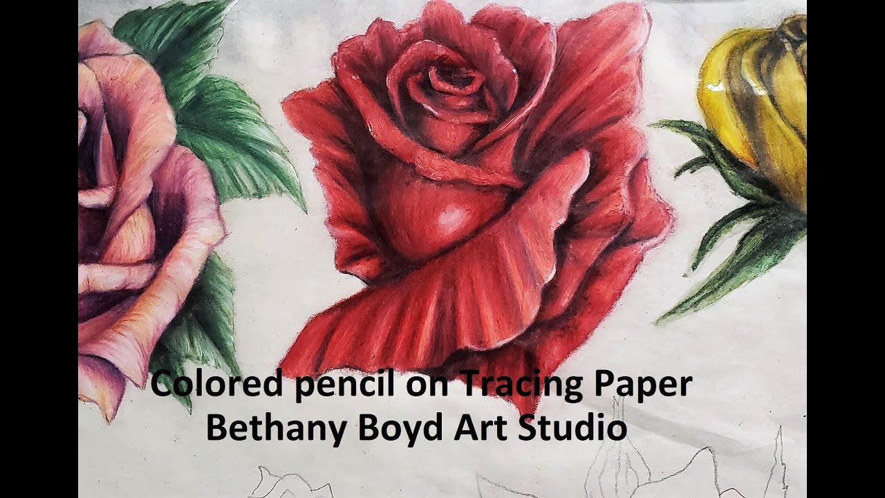 Colored Pencils on Tracing Paper- Rose 