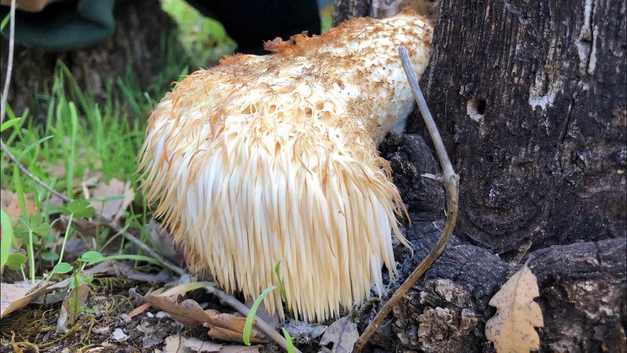 Mushroom hunting Northern California 2021 YouTube