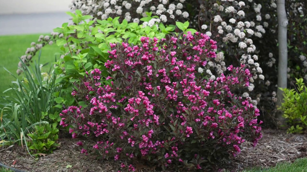 Proven Winners Wine & Roses Weigela