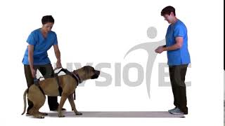 Neurodevelopmental Sequencing, Assisted Stand to Walk