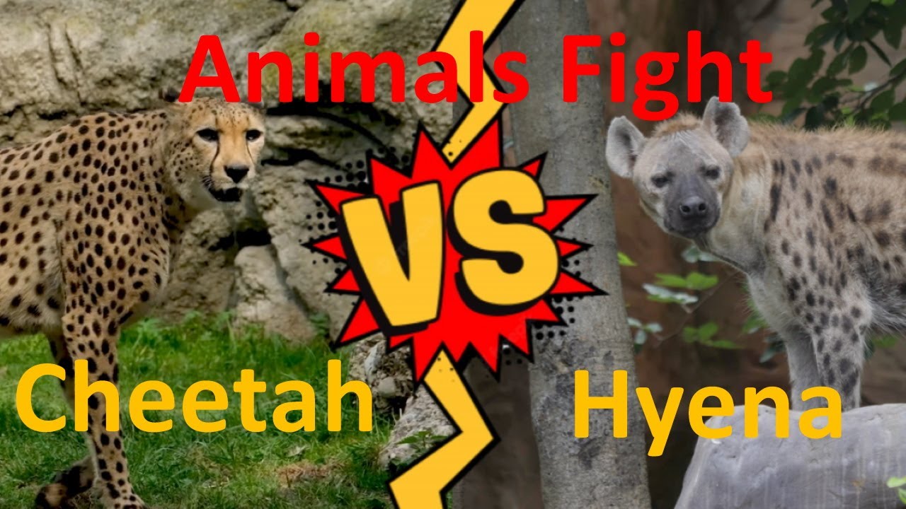 Clash of the Wild: Hyena vs Cheetah, who will win? - YouTube