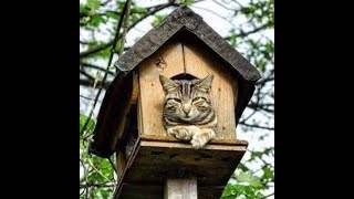 картинка: 😺 Покормите птичку! 🐕 Смешное видео с собаками и кошками! Вы будете смеяться! 😸