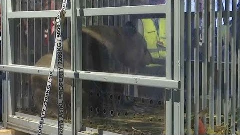 Pandas arrive to take up star roles at Dutch zoo