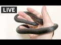 【LIVE】あけおメンテ🐍