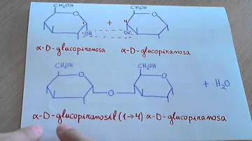 ¿Cómo se metaboliza la maltosa?