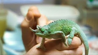 Animaux exotiques | Au coeur des urgences vétérinaires