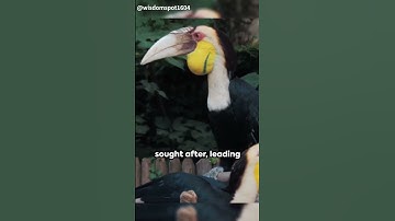 The Great Indian Hornbill: Quick Facts #gk #gkfacts #animals #greatindianhornbill #viral