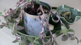 Cobweb Spiderwort (Tradescantia sillamontana) Plant Spotlight