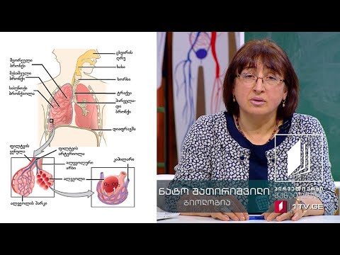 ბიოლოგია, VIII კლასი - სუნთქვის ორგანოთა სისტემის აგებულება #ტელესკოლა