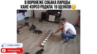 10 МИНУТ СМЕХ ДО СЛЕЗ 2019 ВИДЕО ПРИКОЛЫ смех до слез 2019 МАРТ #14 10 МИНУТ СМЕХ ДО СЛЕЗ 2019 ВИДЕО ПРИКОЛЫ смех до слез 2019 МАРТ #14