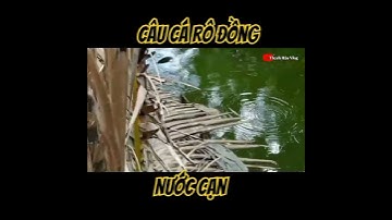Câu Cá Rô Đồng Nước Cạn./#fishing ./#shorts ./#caucathugian ./@thachhauvlog83 .