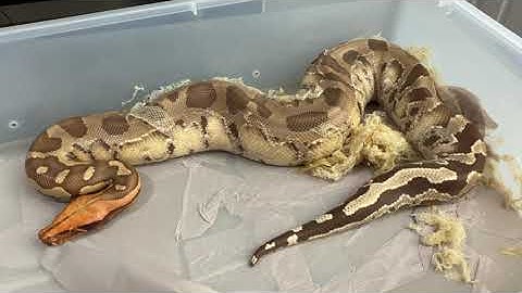 How to Remove Stuck Shed on Snakes