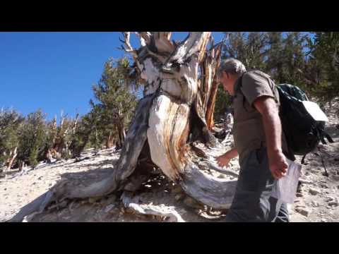 Video: Hoe kom ik bij het bristlecone dennenbos?