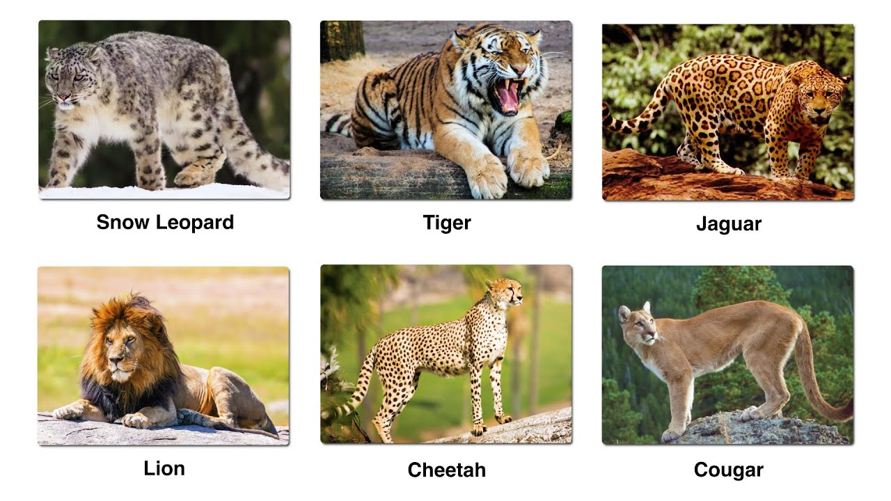 Все основные виды крупных диких кошек: объяснение за 9 минут