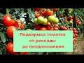 Подкормка томатов от рассады до плодоношения
