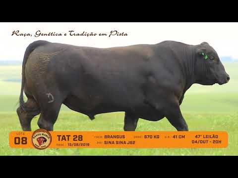 LOTE 08 - TAT 28