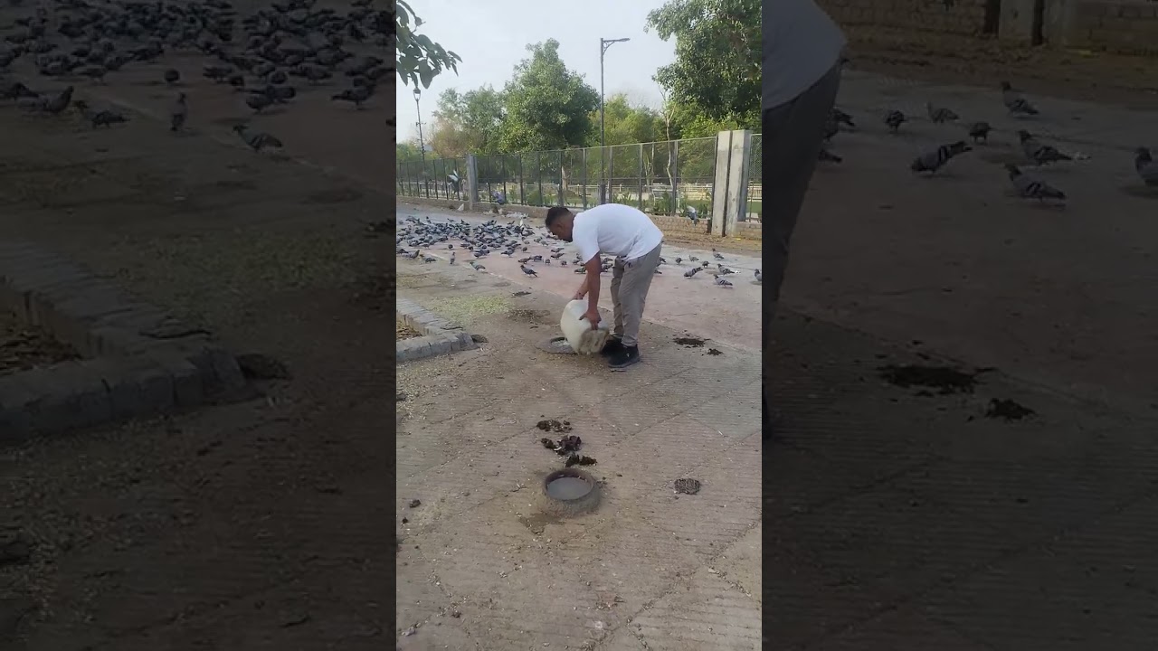 loving nature care for birds in hot summer