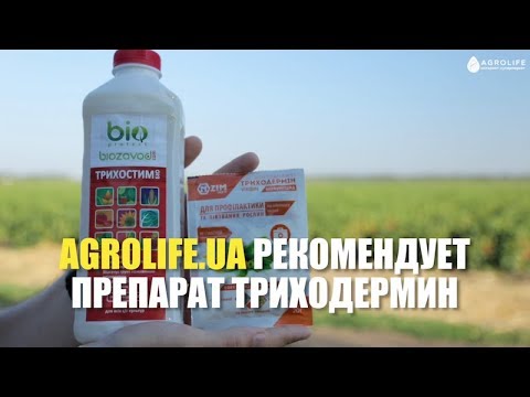 Эффективный биофунгицид Триходермин: описание, применение, отзывы | Agrolife рекомендует
