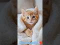 नन्हे बच्चों की मासूमियत #shortsfeed #viralshort#ai#cat #moonhindianimation #automobile #facts #fun