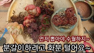 분갈이하려고 다육이 털어요 ~ 달맞이 화분이 너무 예뻐서 왕창 분갈이합니다~ 셋트로 맞춰놓으면 너무 예쁘지요~ 쒼나요~