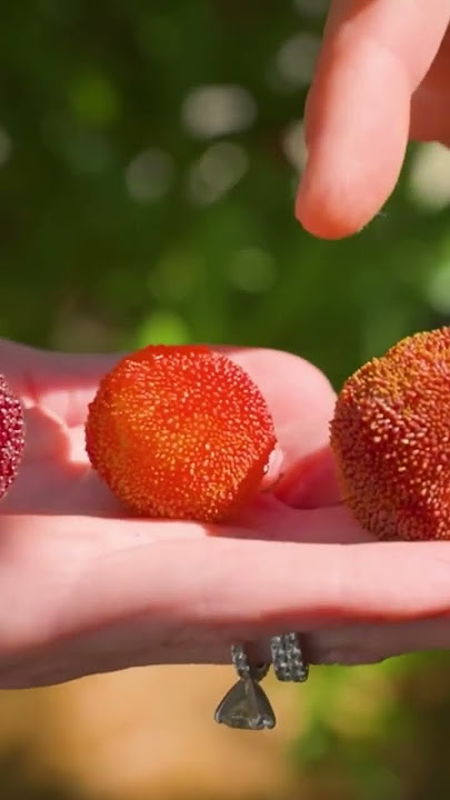 Yangmei “berry” #fruit #chinesebayberry #agriculture