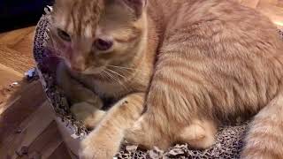 Suzi vs cardboard cat bed | cute ginger tabby cat destroys her bed @catvilleuponpurr by Catville upon Purr 11 views 2 years ago 48 seconds