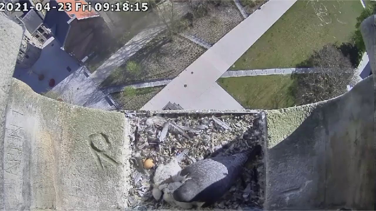 Diffusion en direct de Nid faucon pèlerin Saint-Amand-Les-Eaux