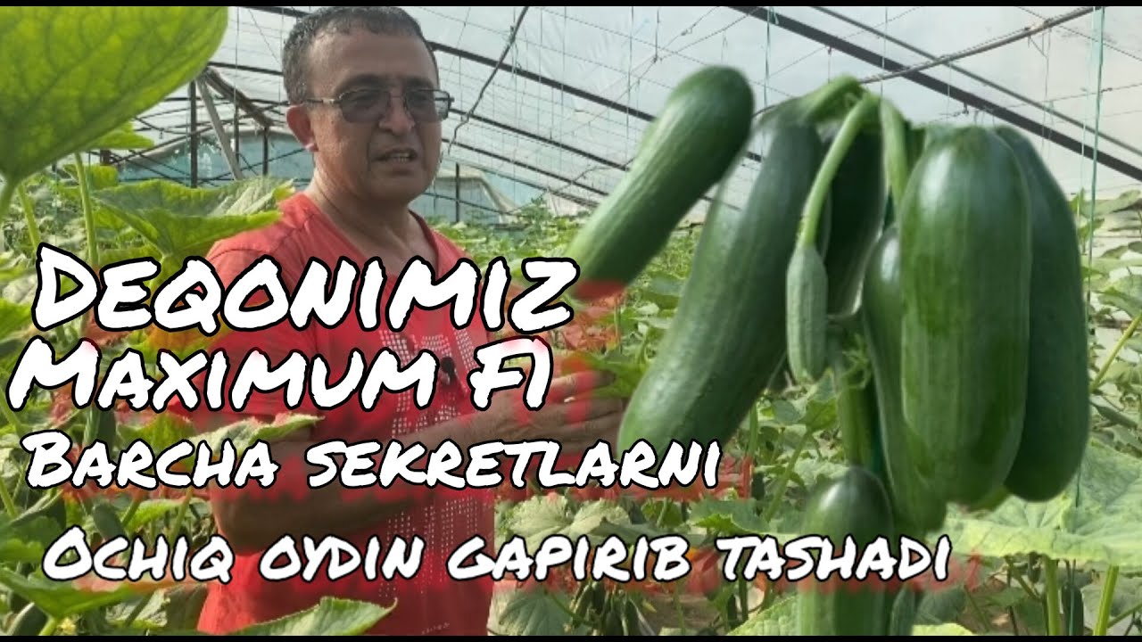 Maximum F1 | Максимум Ф1 Сайдулло ака дехқонимиз максимум Ф1 хақида барча секретларни очиб ташлади .