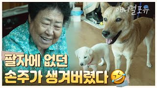 밖에서 비 맞는 강아지가 안쓰러워 집안으로 들인 할머니  “팔자에 없던 손주가 생겨부렀으~” | KBS 남도 지오그래피 230828 방송