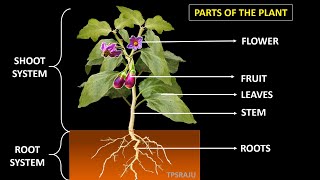 6th science/ 2nd lesson / part - 1 PARTS OF THE PLANTS