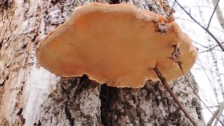 Трутовик осиновый. Phellinus tremulae Bond. (Bond. et Boriss.)