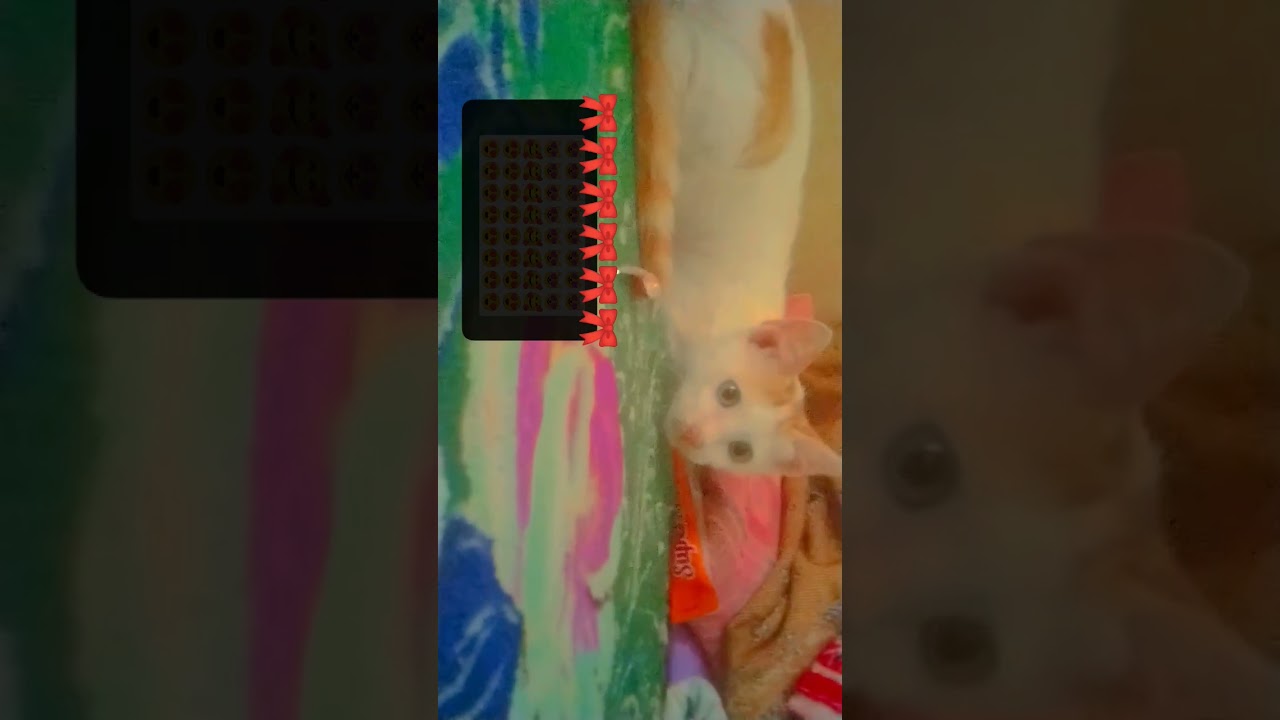 akhhh lucu bgt 😍😍🎀🎀