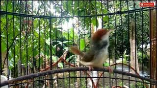 suara prenjak coki gacor ampuh untuk pikat & pancing bunyi prenjak coki bahan