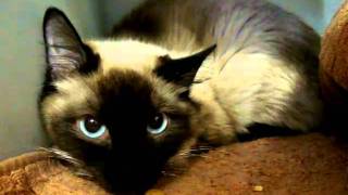 Siamese Manx A597736