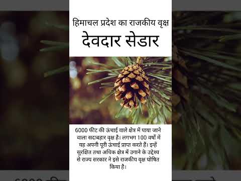 Video: Di mana pohon deodar ditemukan di India?