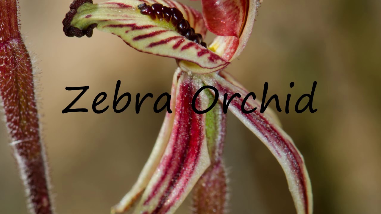 How To Pronounce Zebra Orchid YouTube